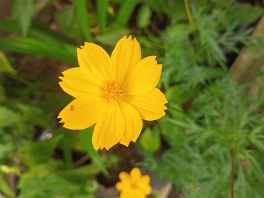 Cosmos Seeds 100  | Bright Lights Flower Mix | Orange Yellow Annual Garden Easy to Grow - Etsy