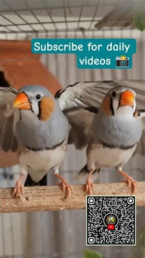 Good Morning 🌞 🌄 💞 Zabra Finche ☺️