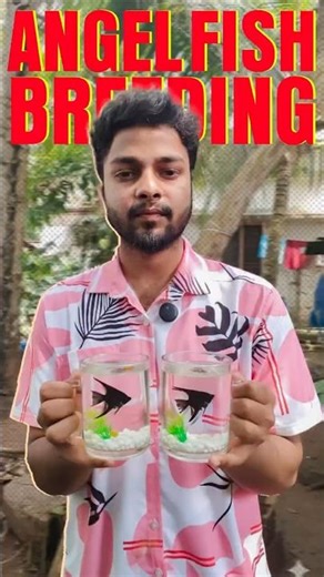 Angelfish breeding needs Aeration yes or no இதை பண்ணுங்க