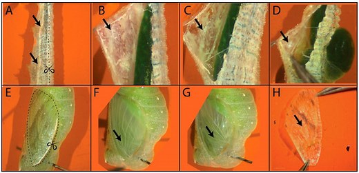 Dissection of Larval and Pupal Wings of Bicyclus anynana Butterflies