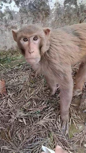 Look at the monkey, how he is staring.