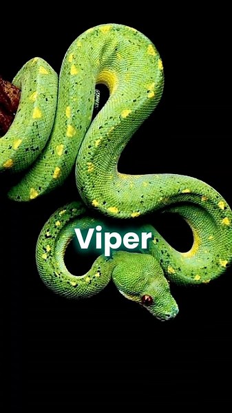 Crazy Facts About Snakes !