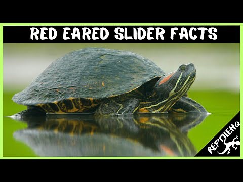 Red Eared Slider Facts: 17 Fascinating Facts About Red Eared Sliders You Didn't Know!