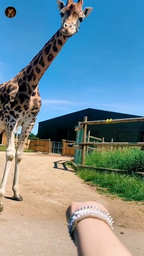 292K views · 6.1K reactions | #giraffe 漣李 #cuteanimals #safaripark #girafe #jirafa #الزرافة #wildlifeanimals #aminebelhouari | My Petsie | Facebook
