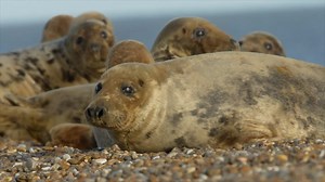Suffolk seal colony a 'real success story'