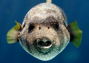 At Night, Fish Communicate With Special Calls, Whistles and Grunts