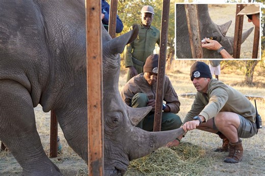 Florida conservationists save vision of endangered African rhino with ‘bleeding eyes’