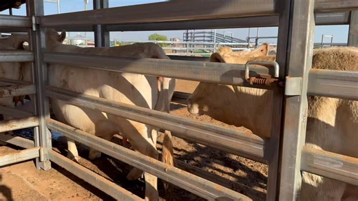 Joining season is well underway! 🐮 On Friday we did our first Charolais AI program for the year mainly using freshly collected straws in BP Tribute (P) (RF) Thank you Greg and Shelley Fawcett and Jess Cheal for your help with these ones, we put through 102 cows in just under 3 hours 😁 | Bauhinia Park Bulls