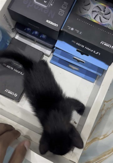 Essential Desk Accessories for a Perfect PC Setup