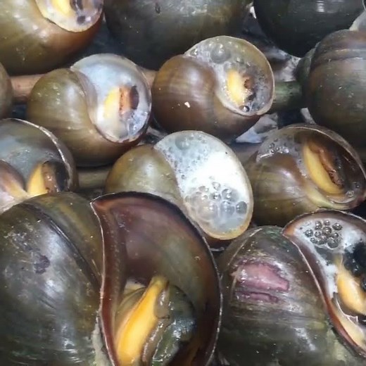 Snail 🐌 Cooking recipes 😋🤤#shorts