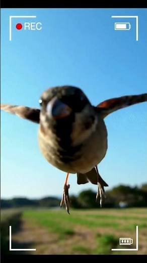 When a Bird Hit the Camera 😳📱 | Realistic Glass Crack Illusion | #Shorts