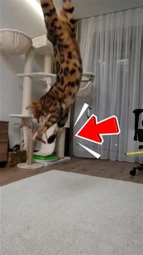 The Truth About Bengal Cats You Need to Know #BengalCat #CatLovers #ExoticCats