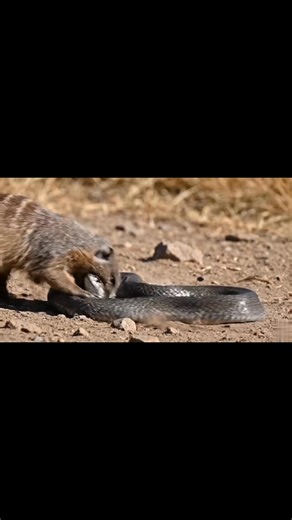 69 reactions · 3 comments | Mongoose vs wild cobra #wildanimals | goddess wildlife | Facebook