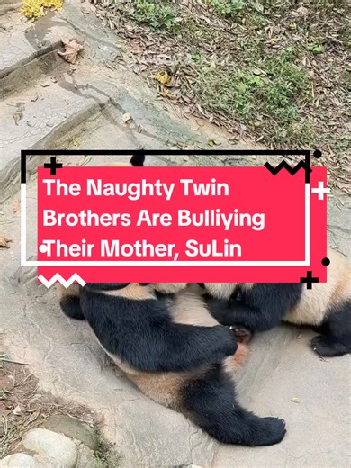 Roses | 9.11.2025 Twin brothers Zisu and Zilin are bulliying their mother SuLin. Mama got angry this time! (Heard the sound of panda roar) Cr: 🎥 Owner #sulin #zisu #zilin #foryourpage