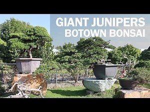 Giant Juniper Bonsai - A Visit to Botown Bonsai