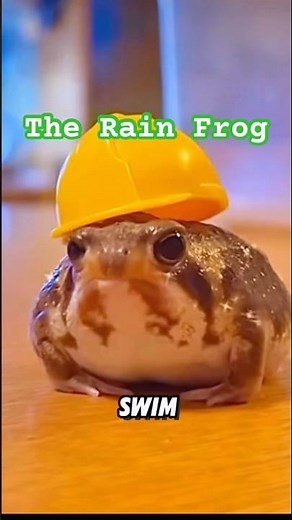 Rain Frog | Meet the Cutest Amphibian on Earth 🐸