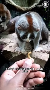 75K views · 636 reactions | Slow Loris  Cute but Deadly: Know Why! |...