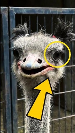 These Animals Have Giant Eyes! 🤯