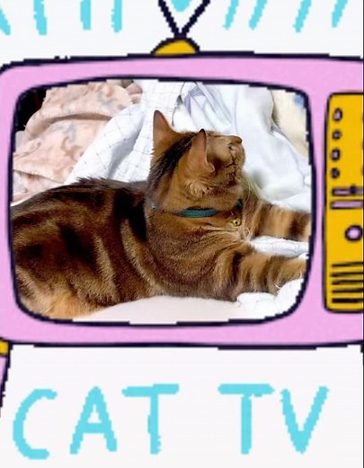 ワイルドライフ📺を鑑賞するマダラスカル👀 #tvandcat