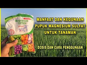 Benefits and Dosage of Magnesium Sulfate Fertilizer for Plants