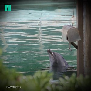 This bottlenose dolphin is all alone, living in an aquarium that closed months ago. | HuffPost