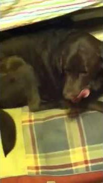 World Record: Largest Chocolate Lab