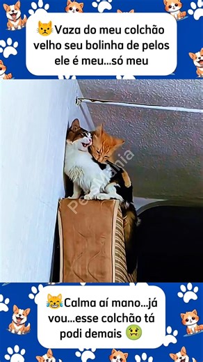 COLCHÃO VELHO #shorts #viralshorts #memes #pets