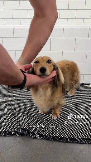 Essential Tips for Cleaning Your Wiener Dog