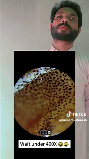 Exploring Cuttlefish Details Under the Microscope