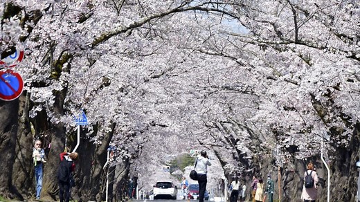 Japan's cherry blossoms provide relief from coronavirus pandemic