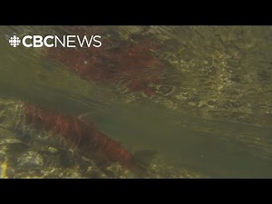 Salmon return to Okanagan Lake after nearly a century