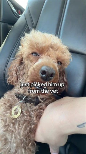 bro doesn’t know what planet he is on (he’s okay, he had to have a tooth extracted) #dogtok #dog #toypoodle #poodle