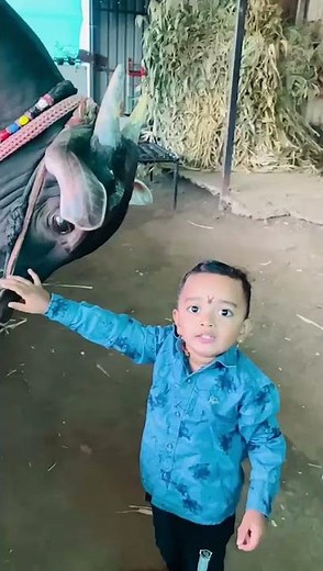 bail gada sharyat