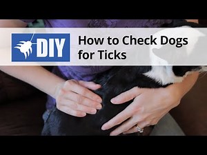 How to Check Dogs for Ticks