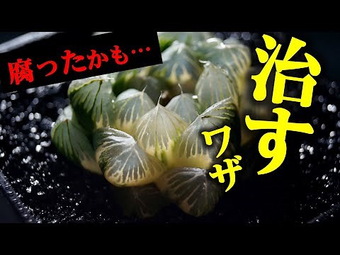 【必ず知っておきたい】根腐れしたハオルチアの対処方法を詳しく解説します【多肉植物ハオルシアの育て方】【観葉植物レスキュー】