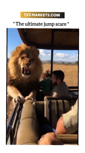 UNIVERSAL REEL HUB on Instagram: "This viral Instagram reel captures the heart-stopping moment a massive, roaring lion charges an open-top safari vehicle, only for the "King of the Jungle" to undergo a hilarious and mind-blowing transformation right before the terrified tourists' eyes! safari-goers go from screaming in pure terror to laughing in total disbelief as they realize they aren't facing a predator, but the world’s most convincing (and fluffy) prankster!"