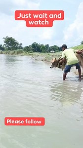 Cow funny video and Entertainment 😂 #allstar #comedy #prank #viral #funny #funnyreels #Bangladesh #followers #viralpost2024 | All Star