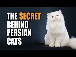 11 Reasons Why Persian Cats Make the Best Pets