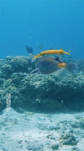 Trumpetfish & Boxfish Duo 🌊🐠
