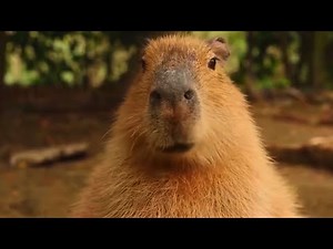 ok i pull up (pro capybara edit)