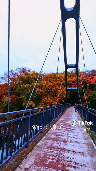 東京の紅葉狩りスポット紹介