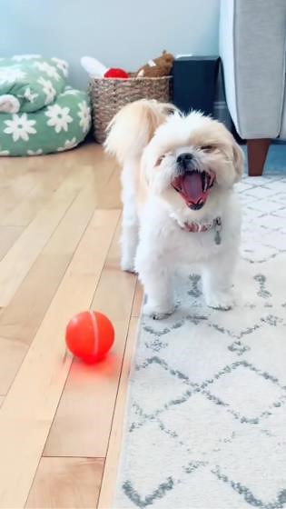Dog Having Fun with a Remote-Controlled Pet Toy Ball