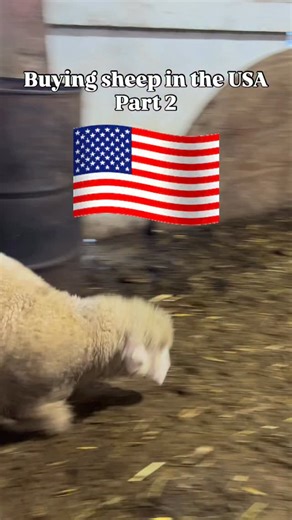 I Show USA 🇺🇸 | Fazal on Instagram: "Buying Sheep in the USA – Part 2 🇺🇸🐑 Rows of sheep and goats. You pick your animal. They weigh it live. Price per pound. Fresh processing. Now the real question 👇 Based on the details in this video… what’s the final price in INR per kg? Correct answer gets pinned. Is going directly to a farm cheaper than buying from grocery stores in the USA? Or is it just an experience thing? 🤔 Watch till the end for full breakdown. Follow @ishowusa 🇺🇸 for real Amer