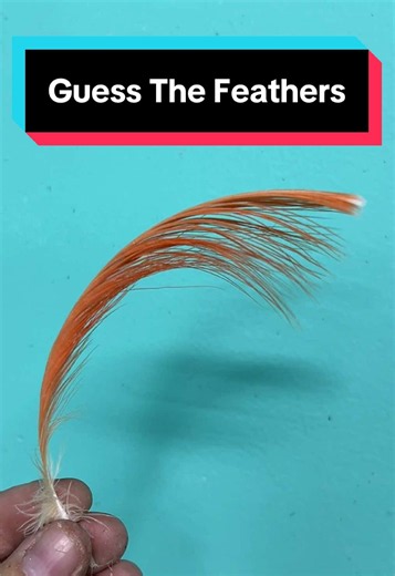 Guess the Bird by Its Feather: Identify Which Pet Dropped Each Feather