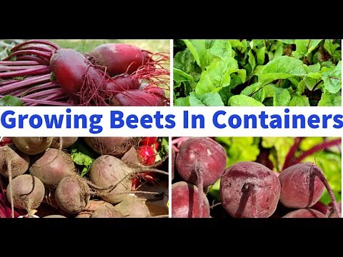 How To Grow Beets In Containers