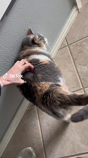 Dusty Dubs (@dustymdouglas)’s videos with THICC BOIII - Not Right now DERRAAACK