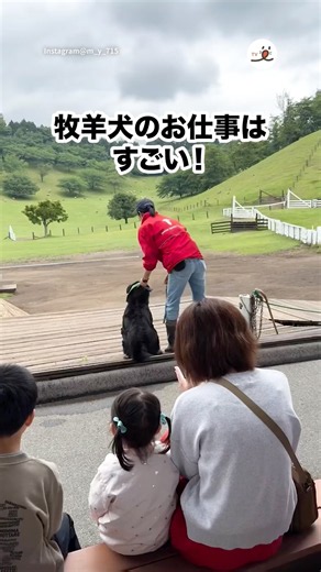 牧羊犬のお仕事が凄すぎる！｜PECO