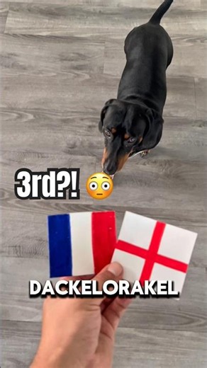 DACKEL ORAKEL WM2026 Frankreich 🇫🇷 vs England 🏴󠁧󠁢󠁥󠁮󠁧󠁿#wm #worldcup #france #england