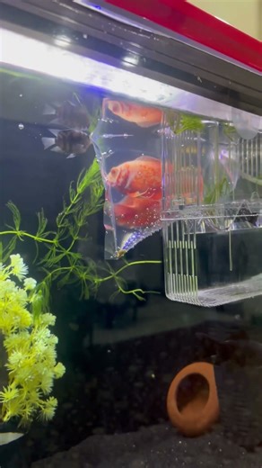 ❤️ #arowana #aquarium #fishkeeping #aquascape #viral #fishshorts #trending #guppyfish #breeding #og