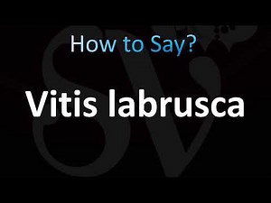 How to Pronounce Vitis labrusca (CORRECTLY!)